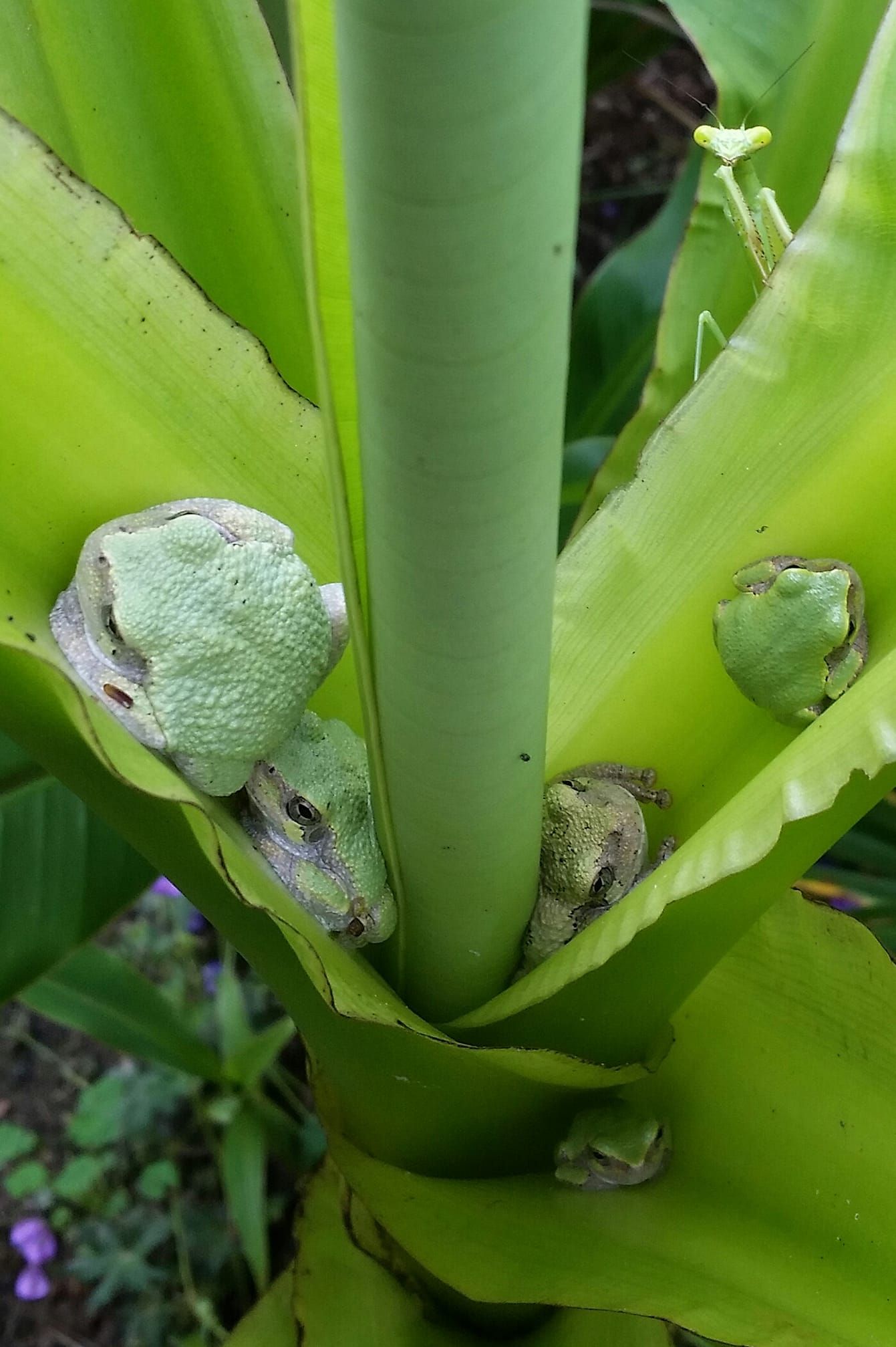 tropical plants and succulents
