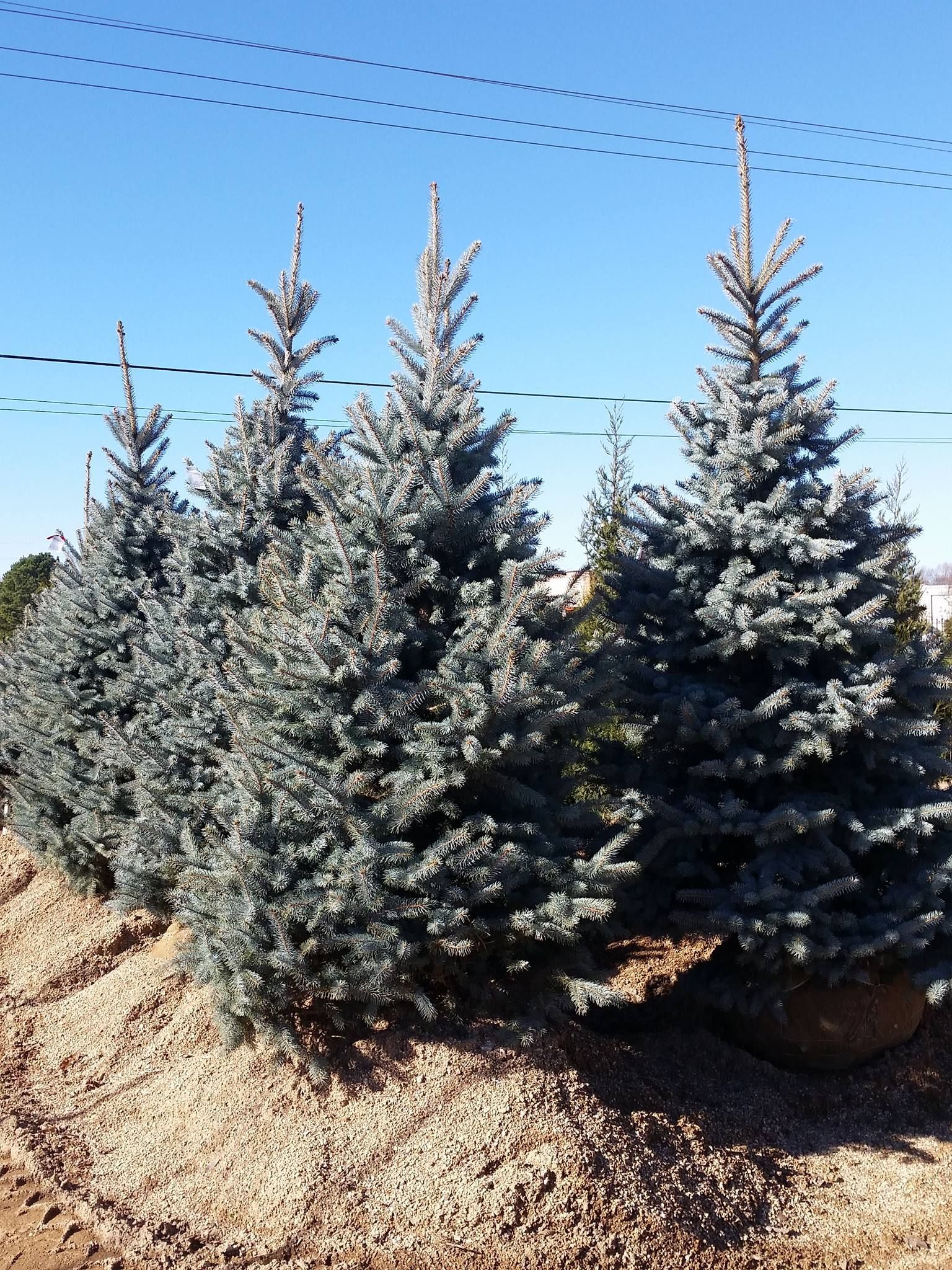 seasonal plants and decorations