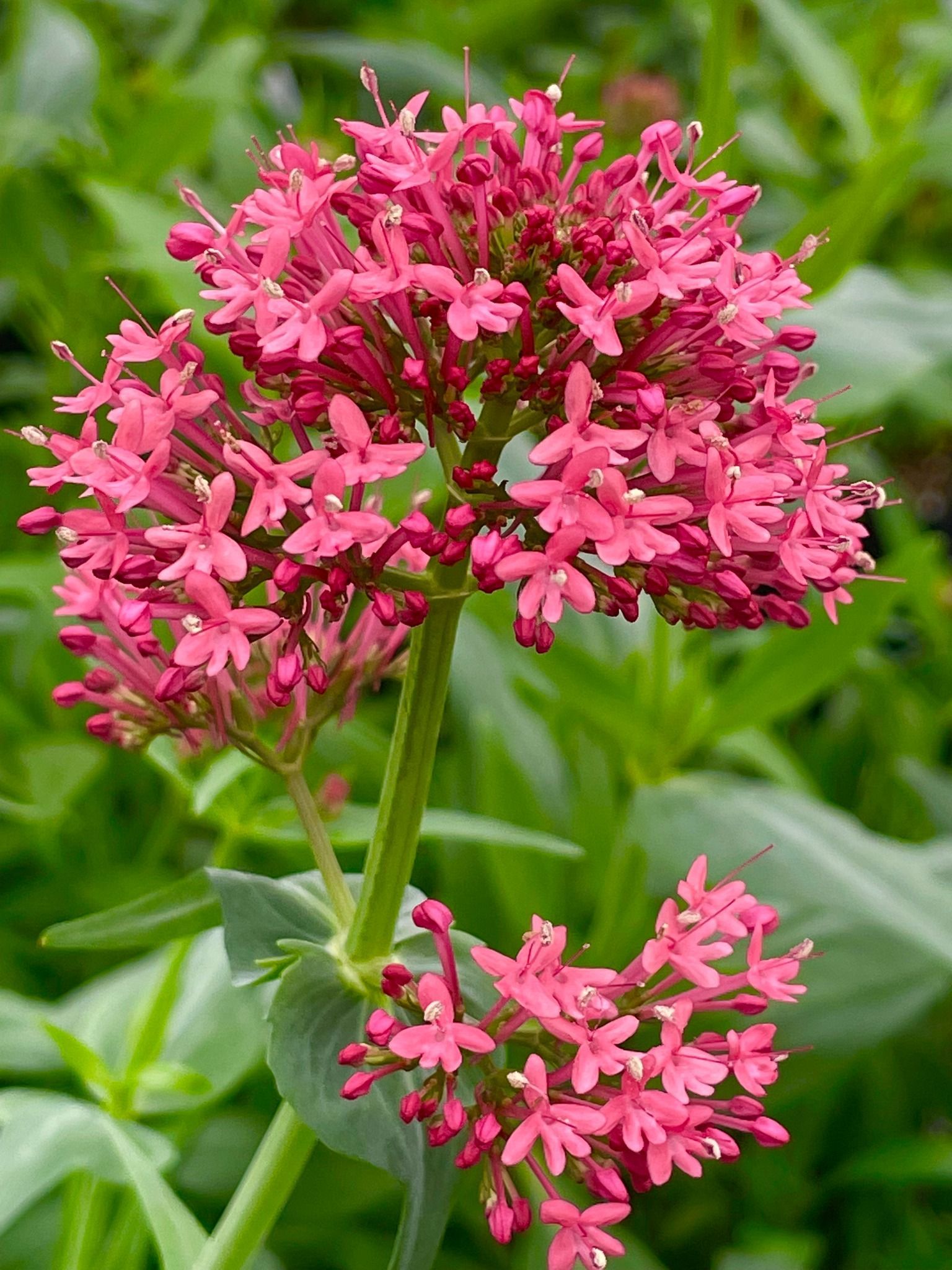 perennial and annuals