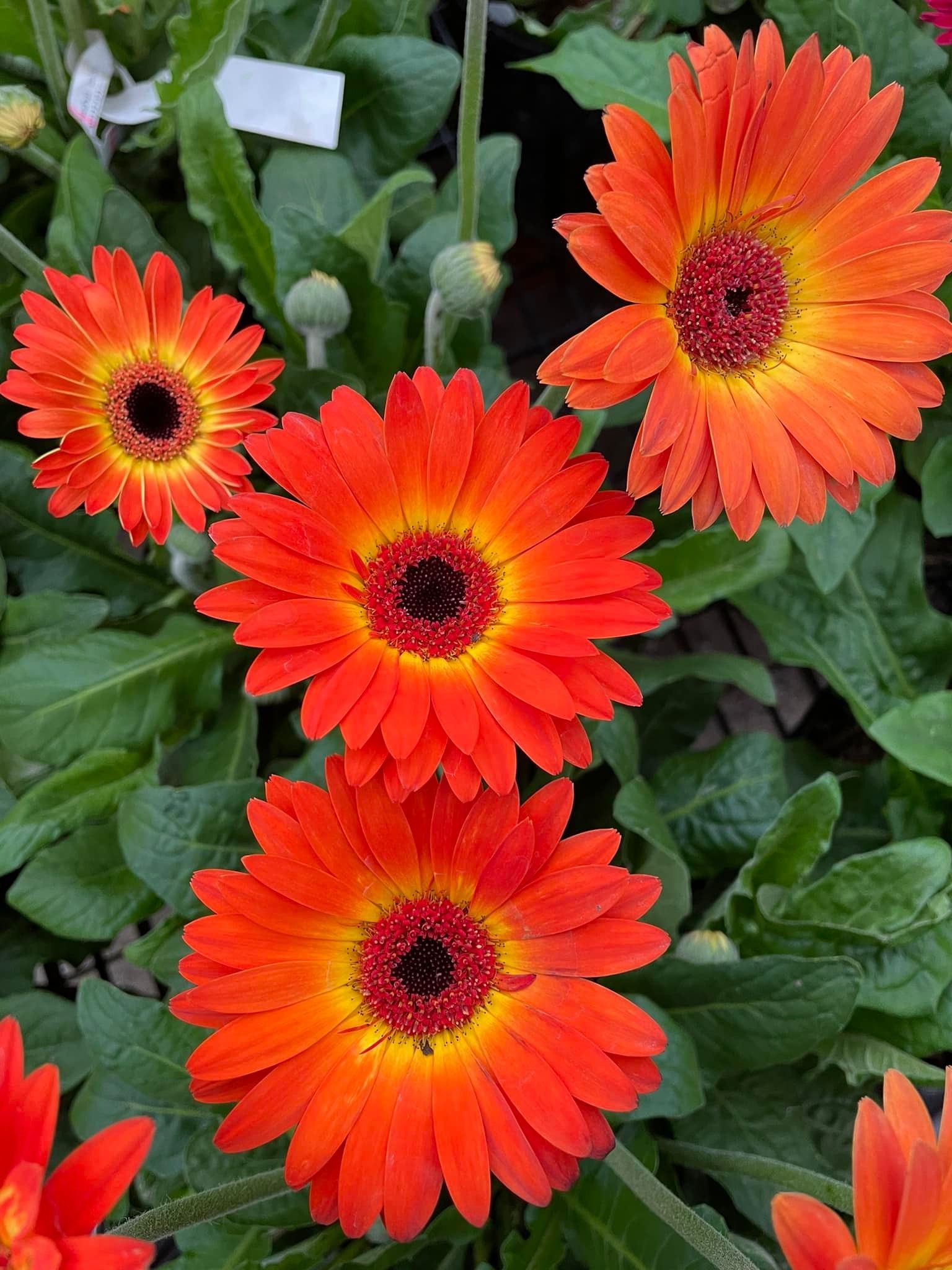 perennial and annuals