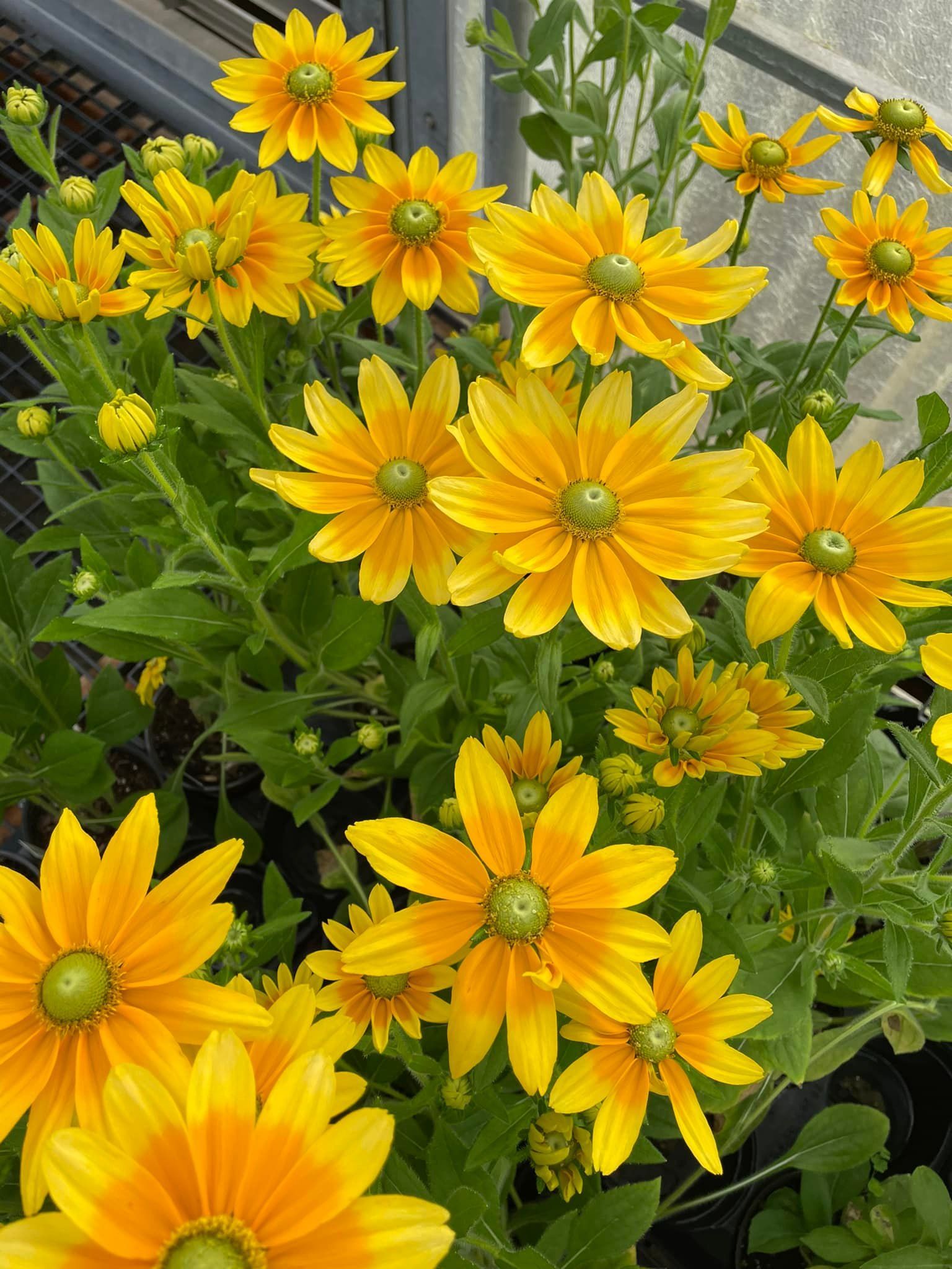 perennial and annuals