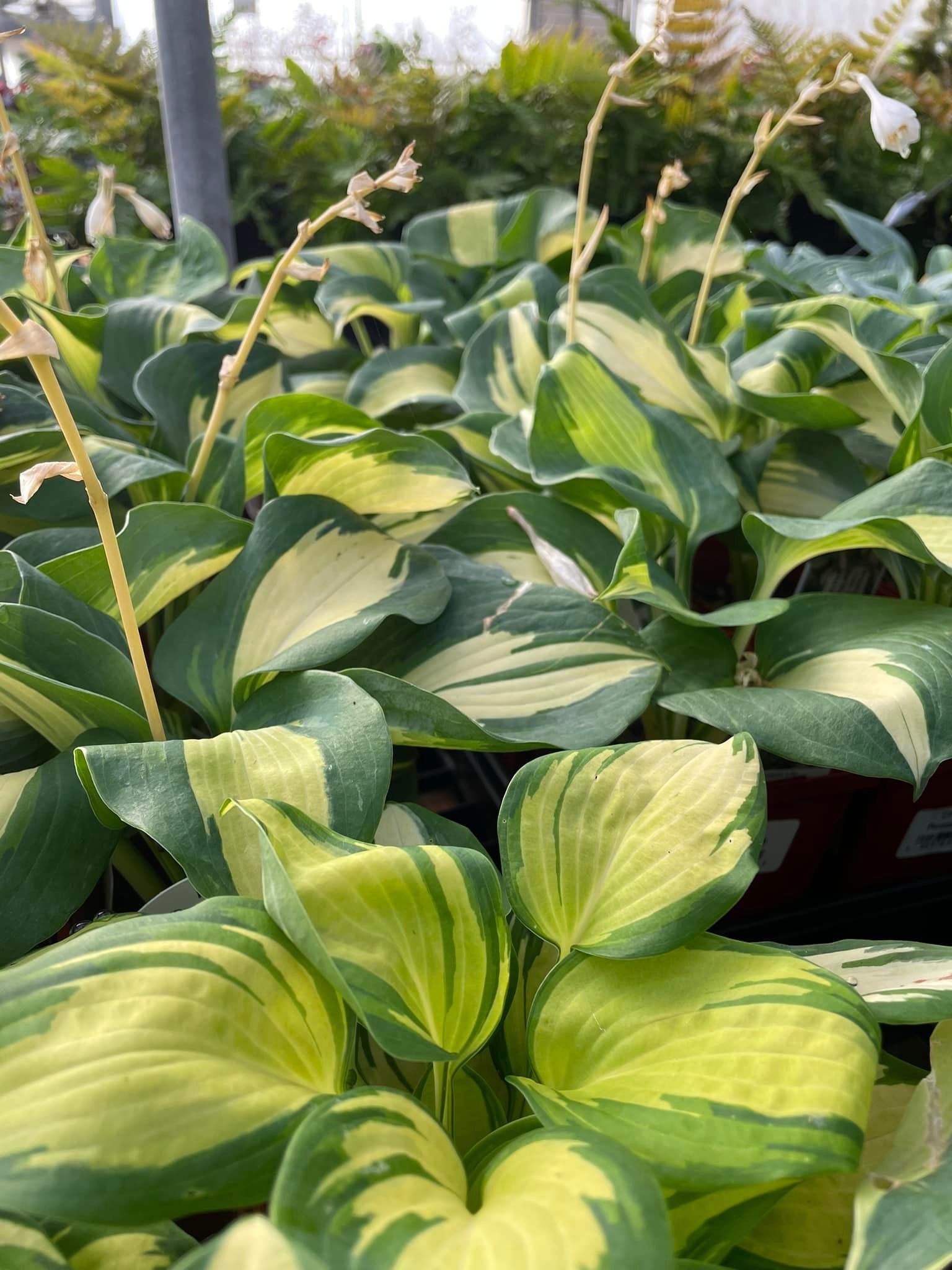 perennial and annuals