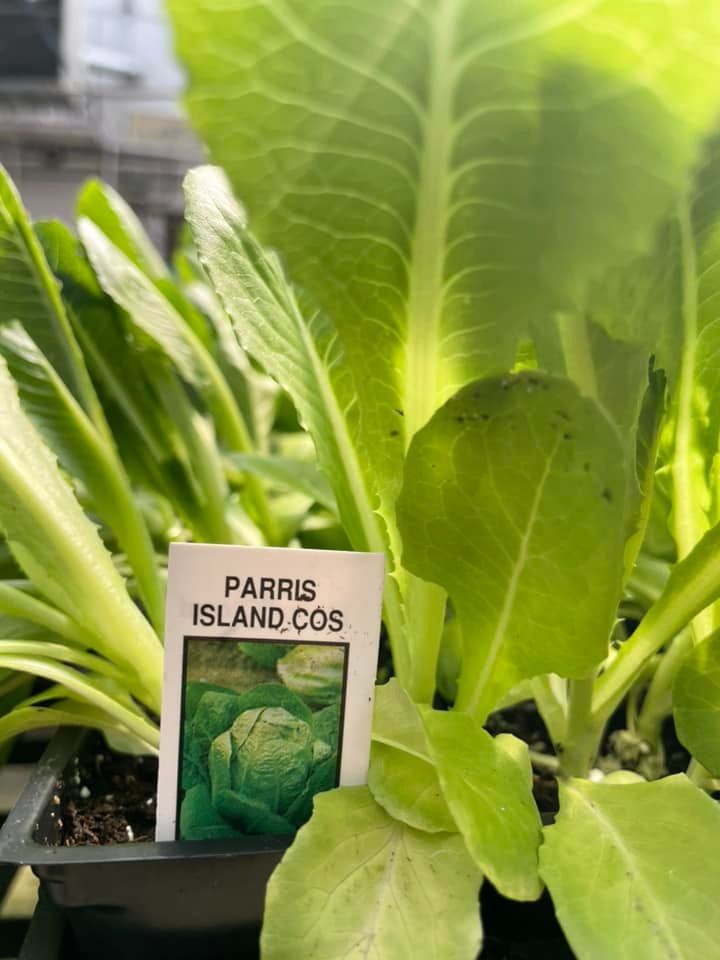 vegetable starters and seeds
