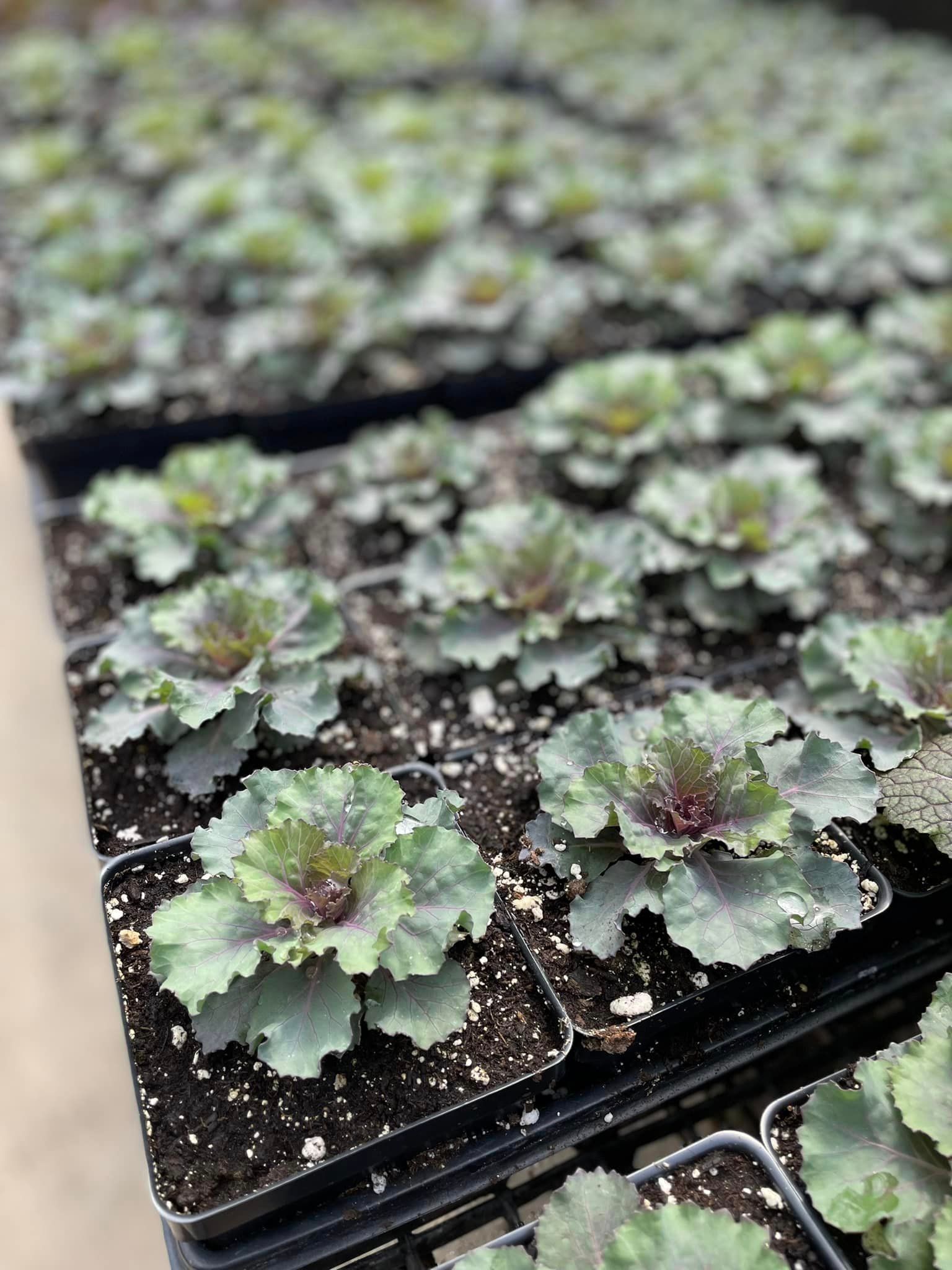 vegetable starters and seeds