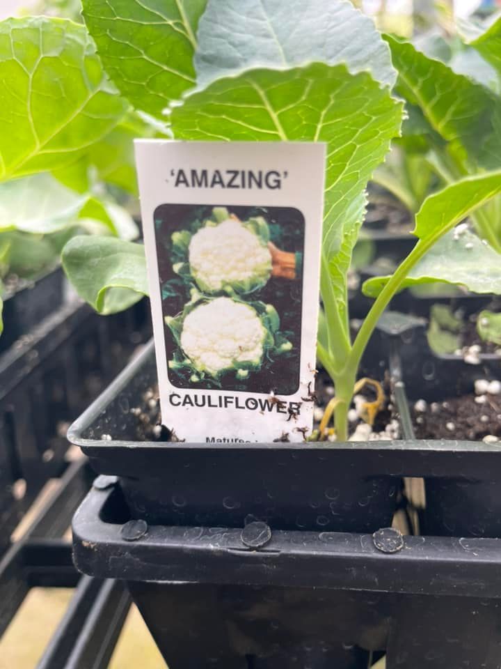 vegetable starters and seeds