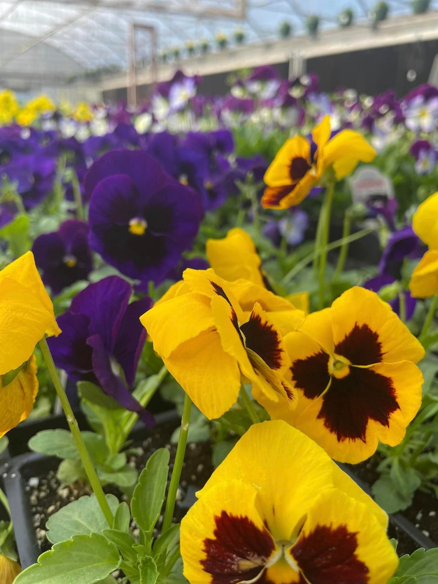 perennial and annuals