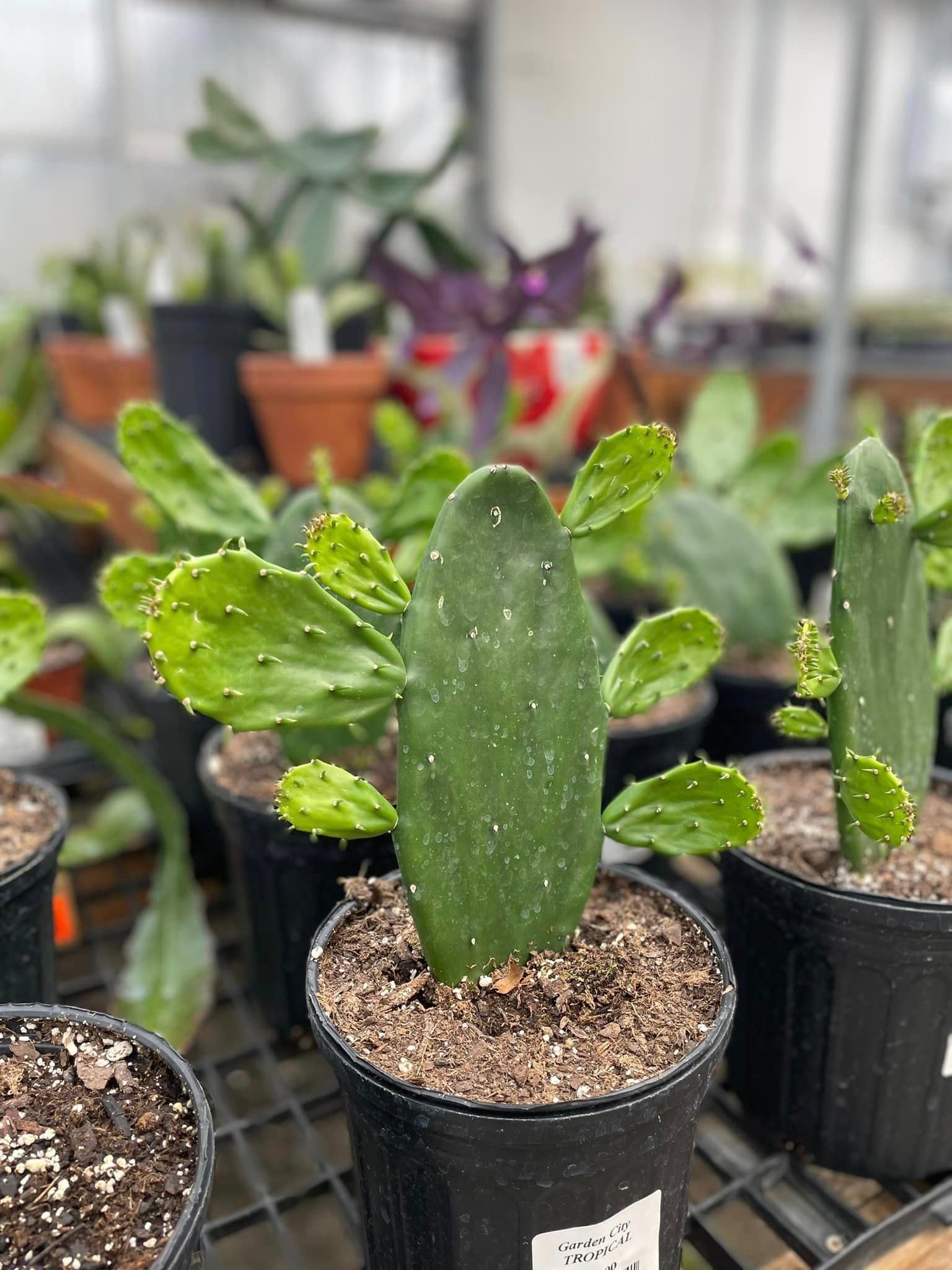 tropical plants and succulents