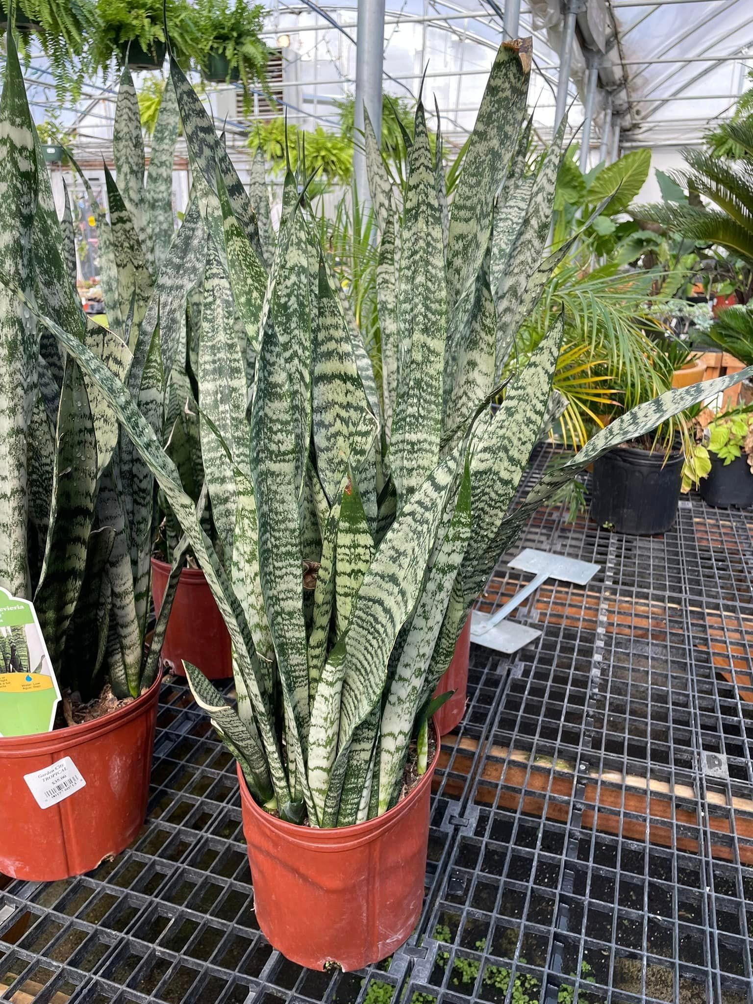 tropical plants and succulents