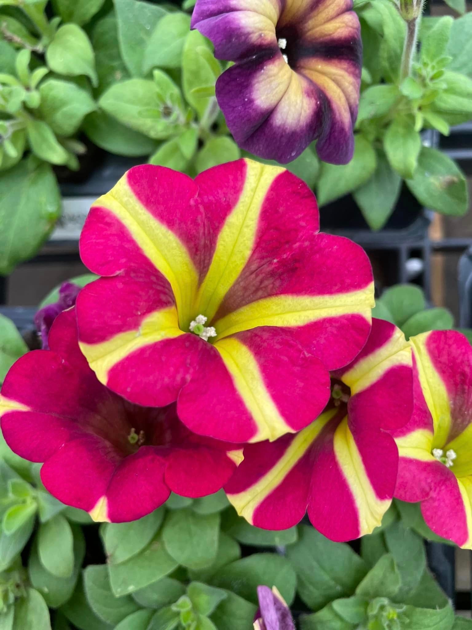 perennial and annuals