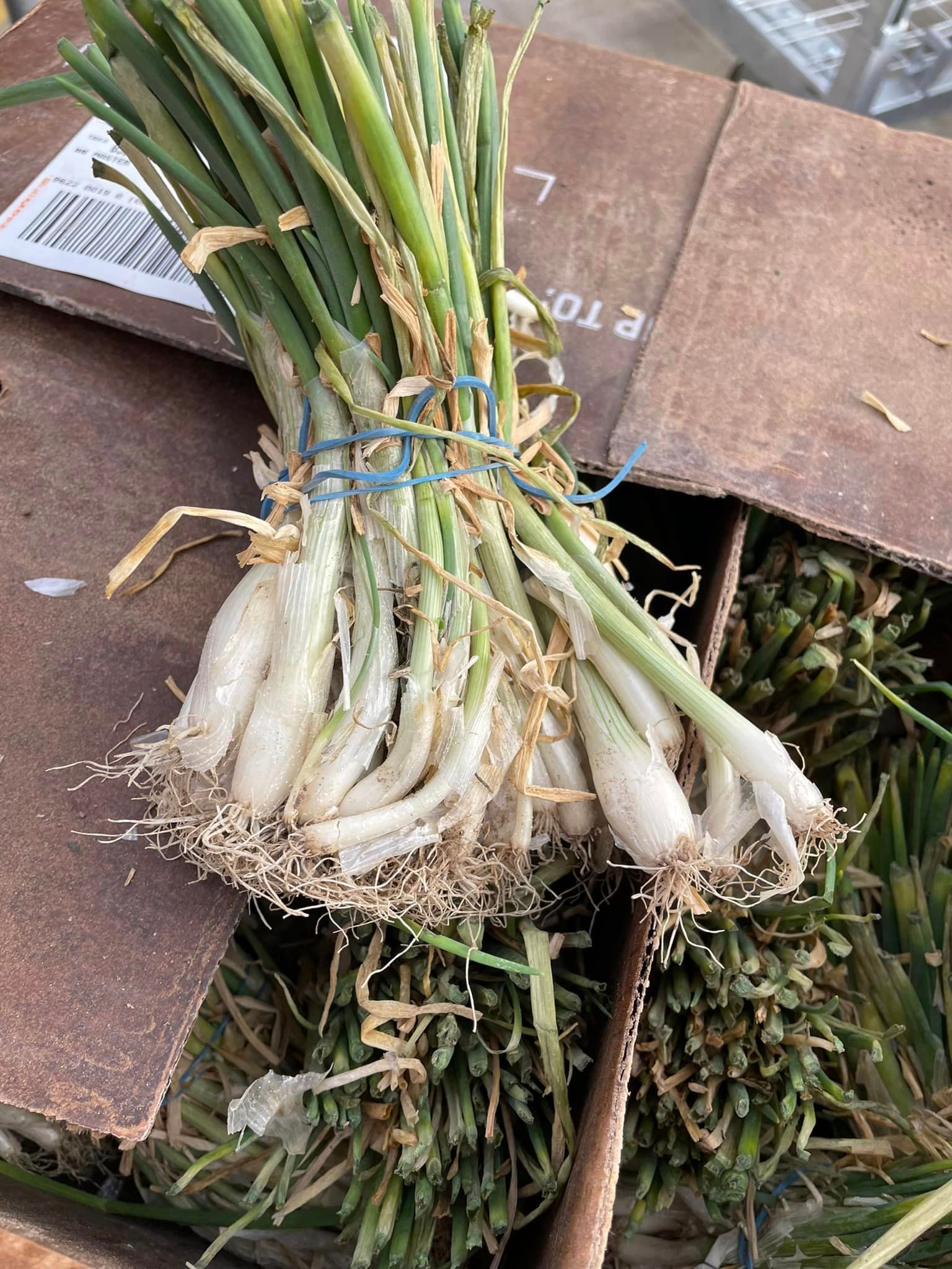 vegetable starters and seeds