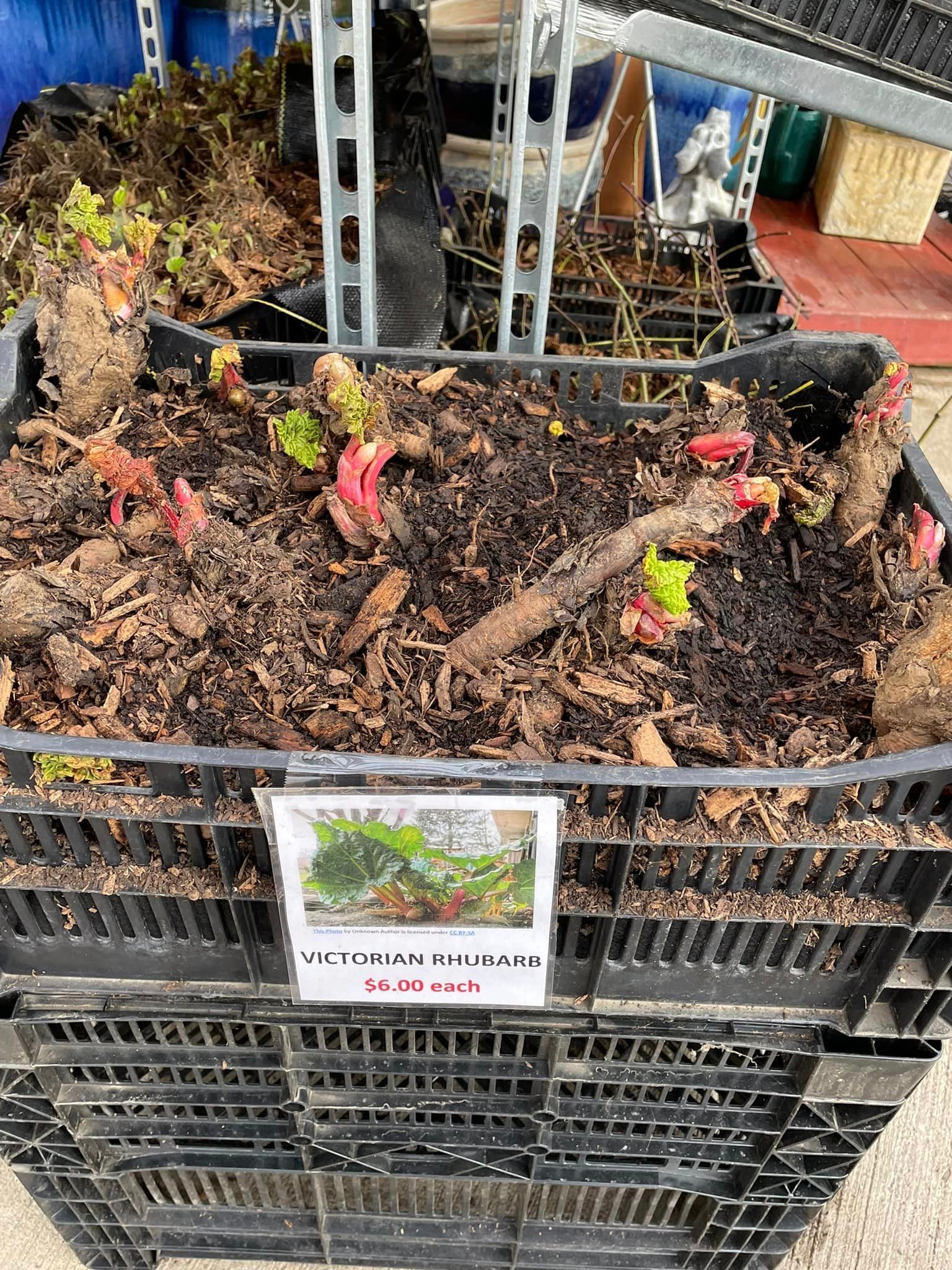 vegetable starters and seeds