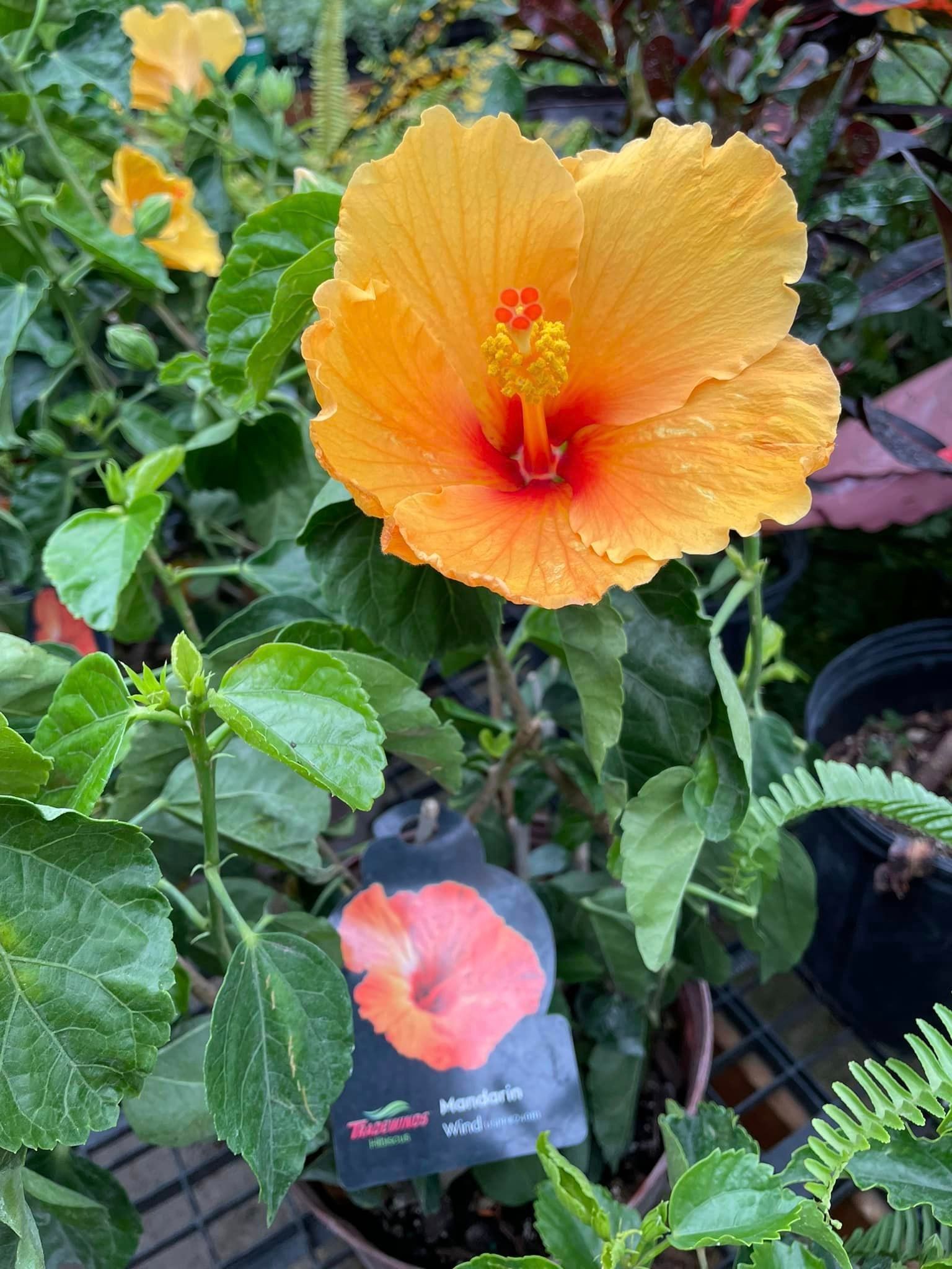 perennial and annuals