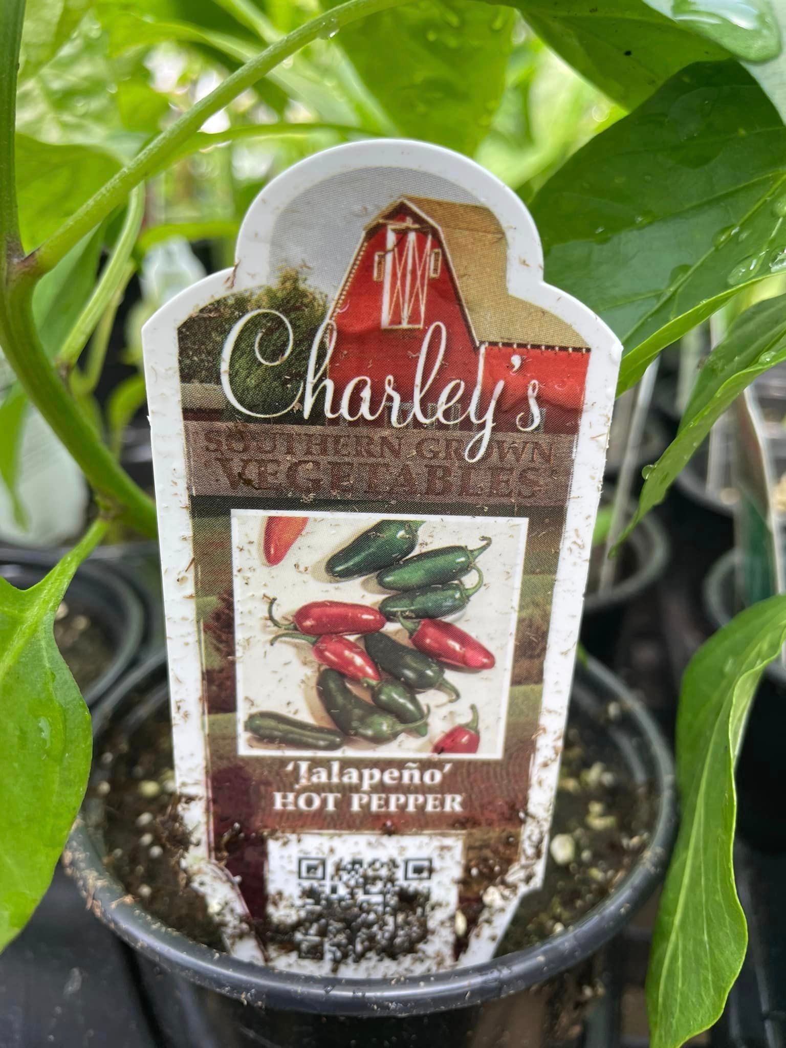 vegetable starters and seeds