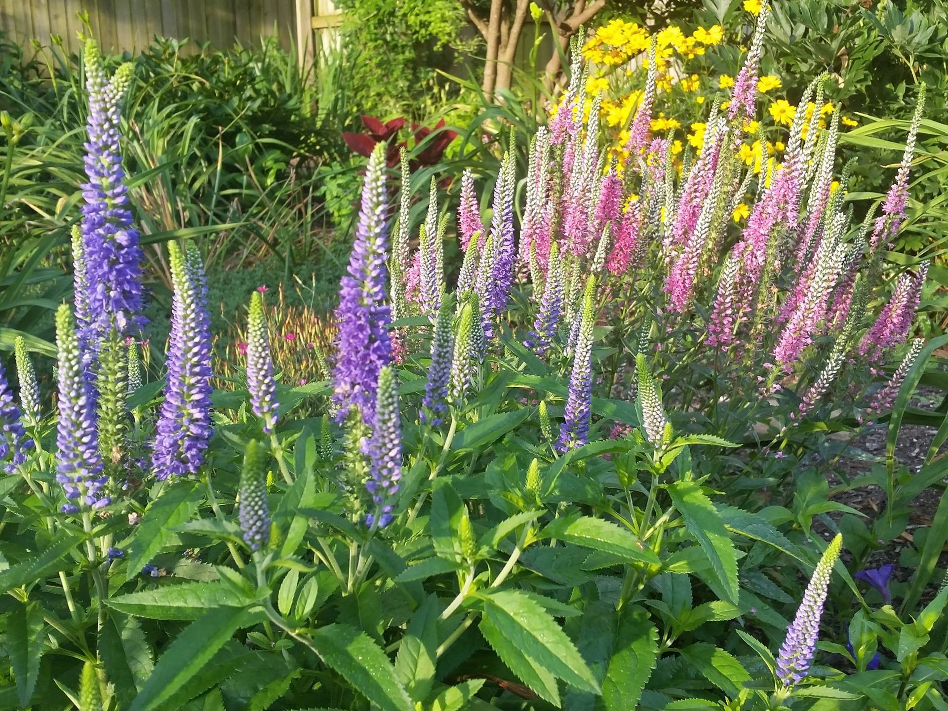 perennial and annuals