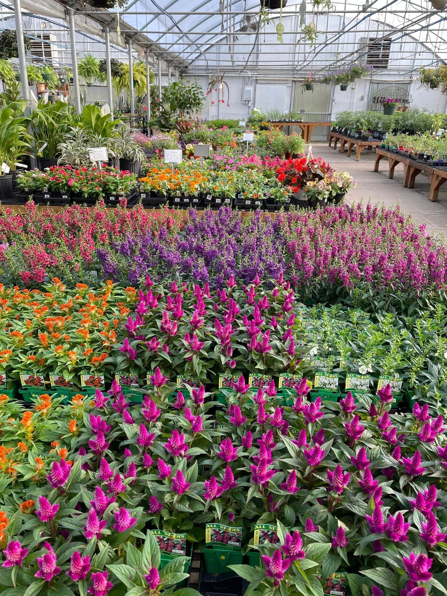 Garden City Flower Selection