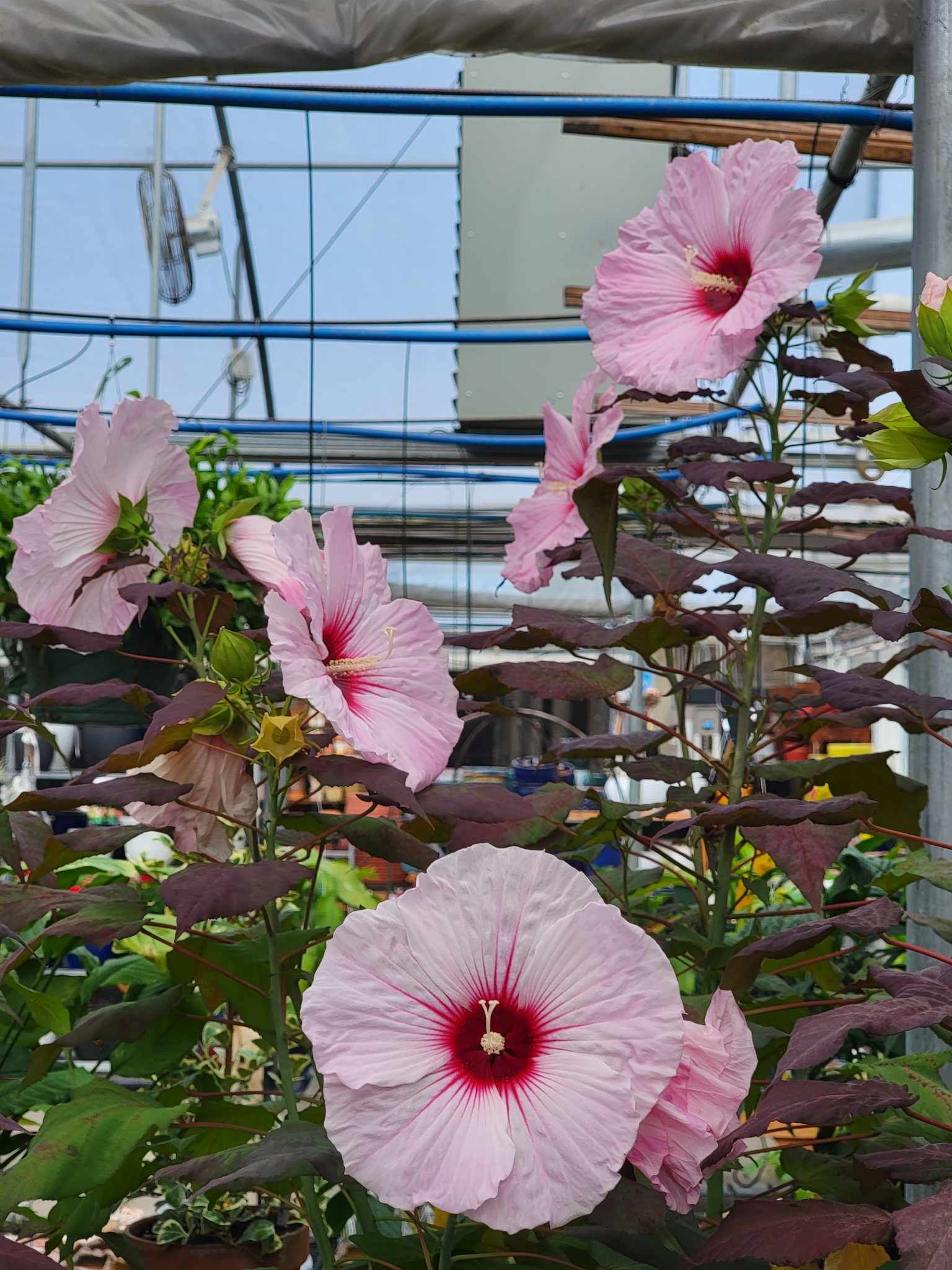 perennial and annuals