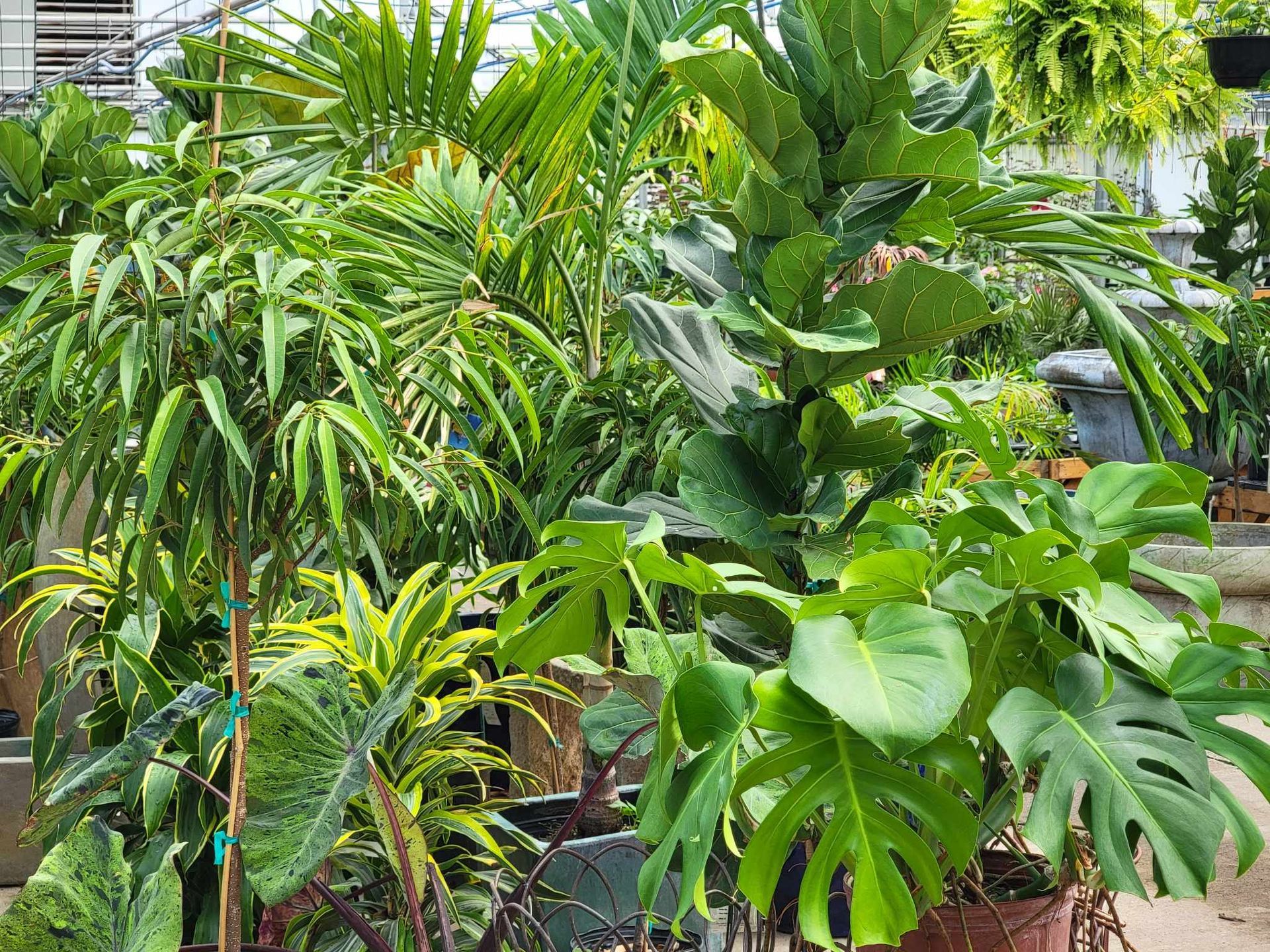 tropical plants and succulents