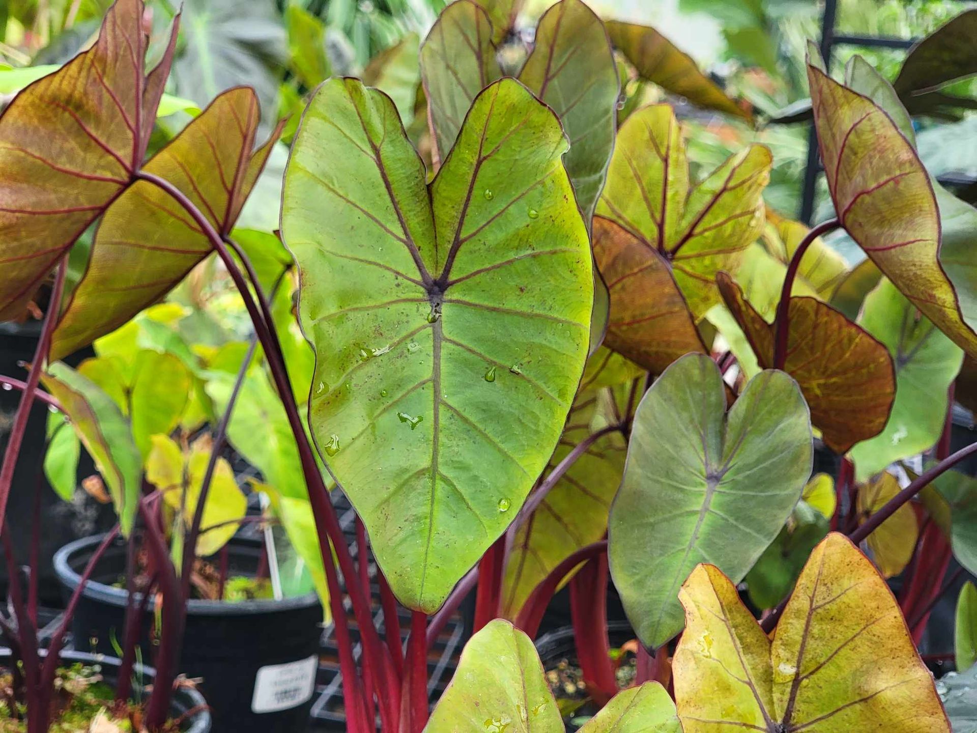 tropical plants and succulents