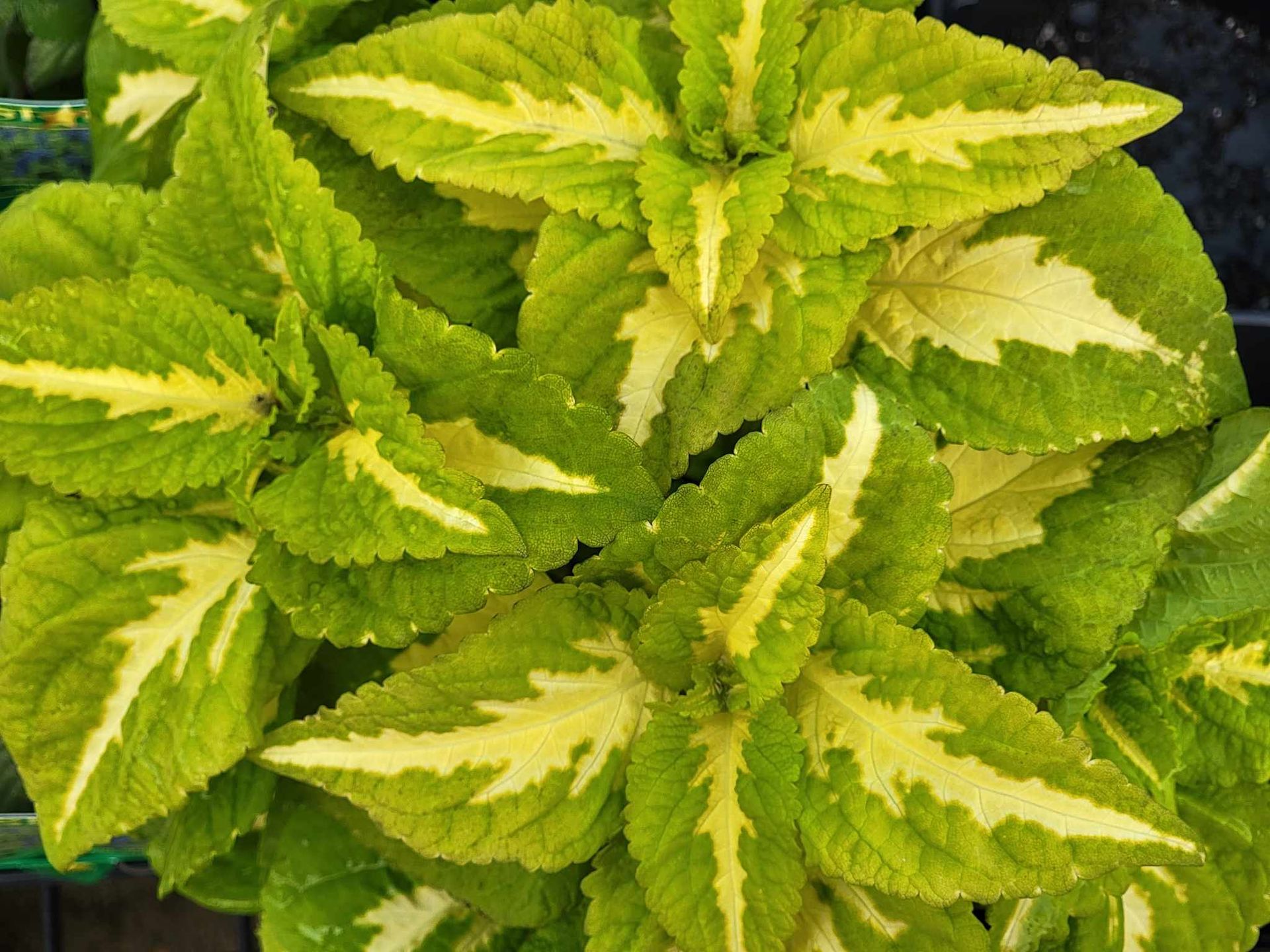 perennial and annuals