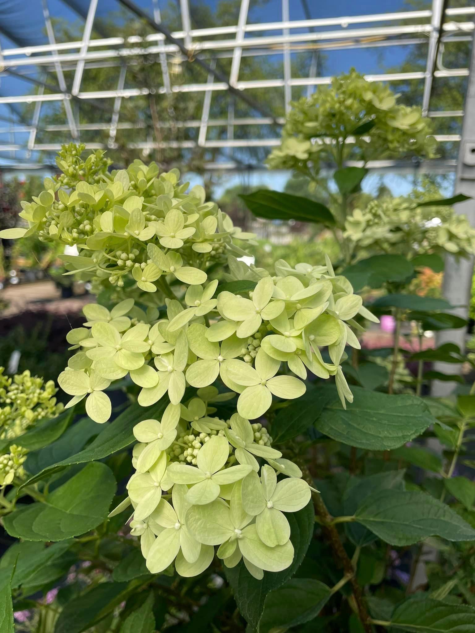 perennial and annuals