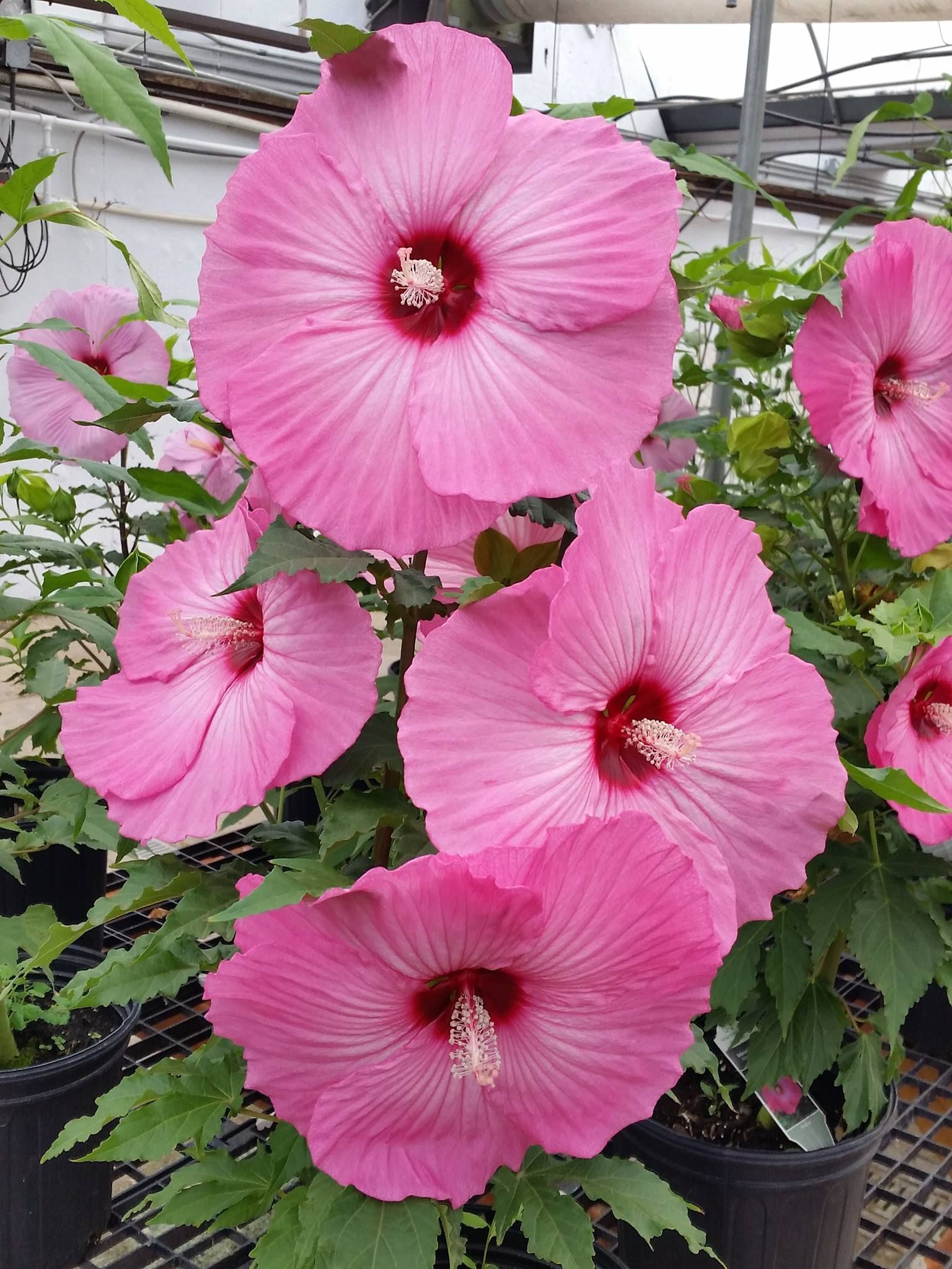 perennial and annuals