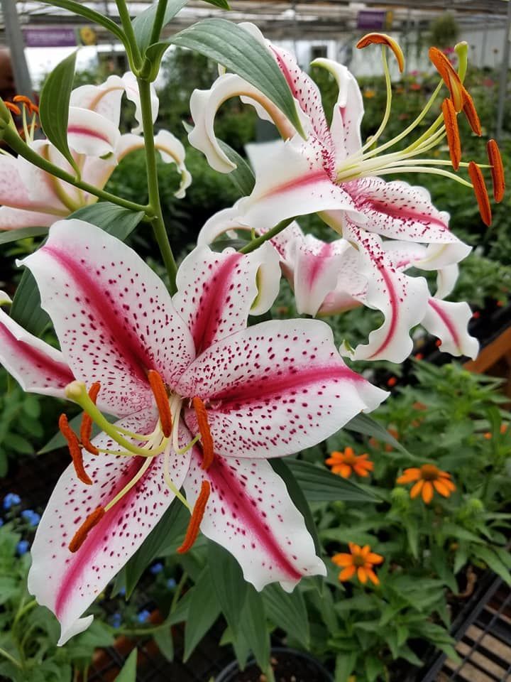 perennial and annuals