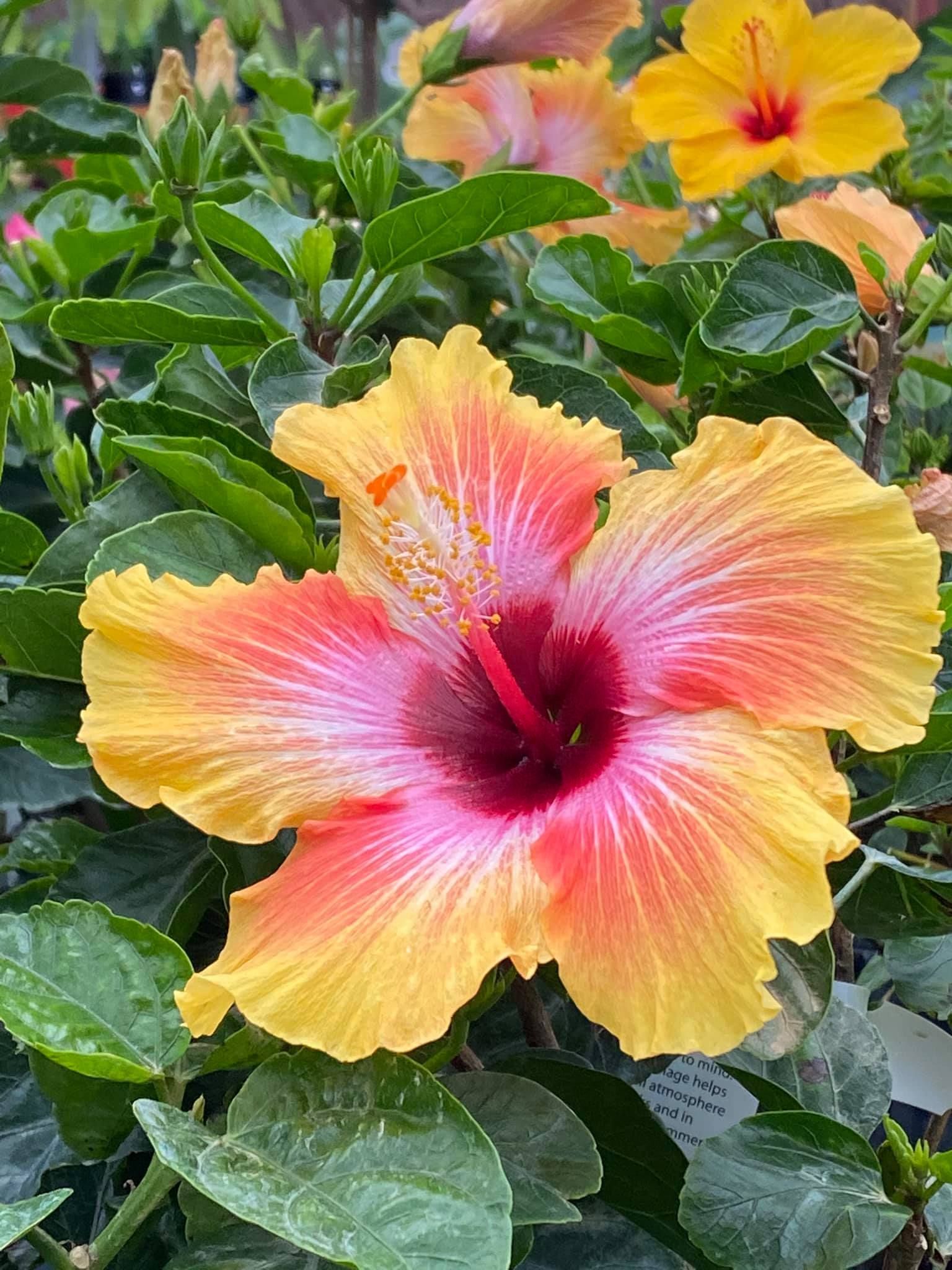 perennial and annuals