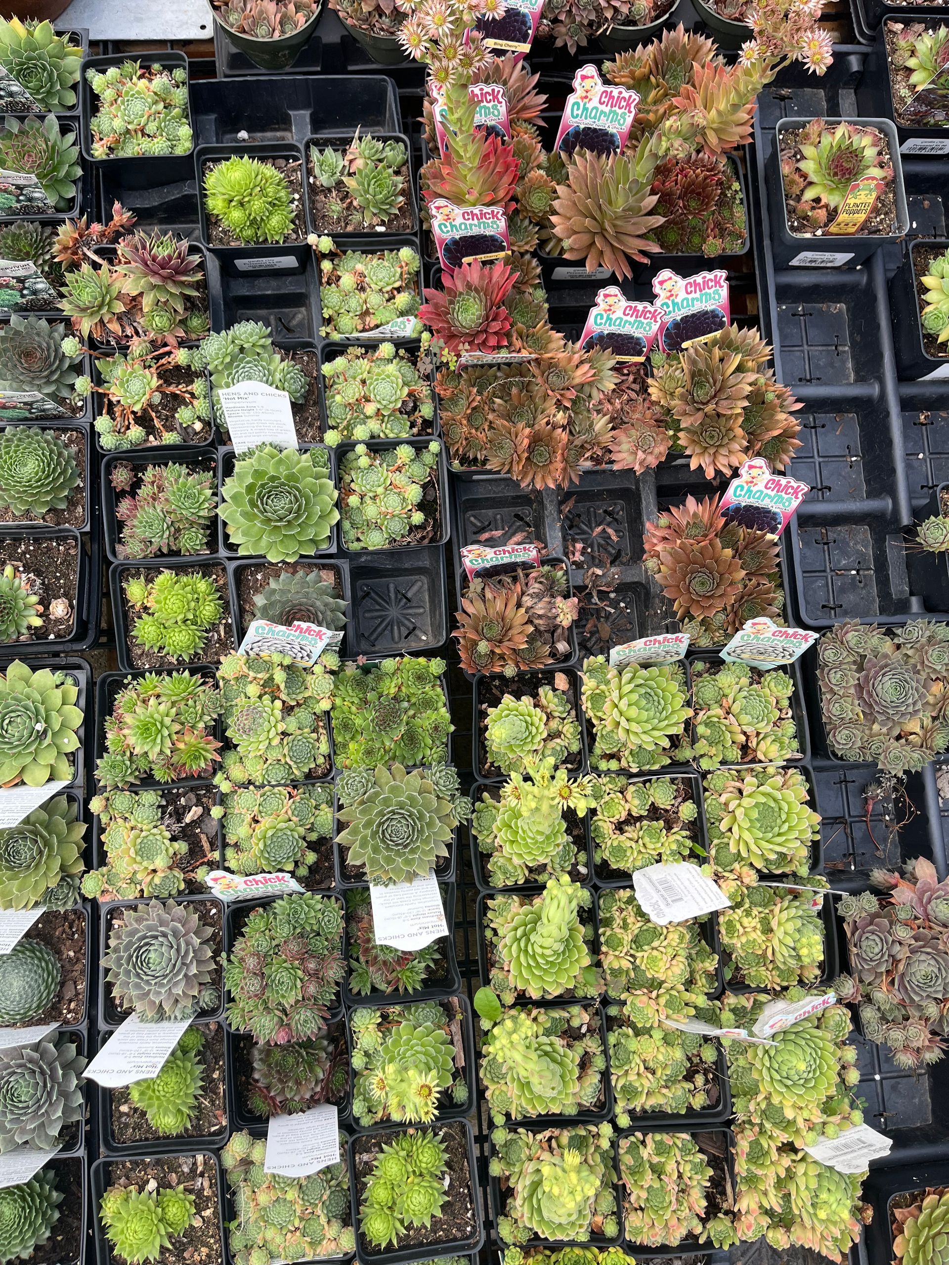 tropical plants and succulents