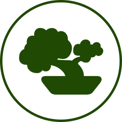Icona – Cura dei bonsai