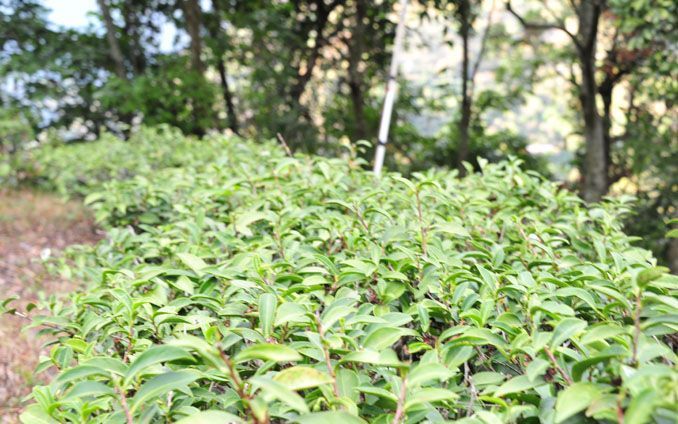 陽光普照的森林裡,一排排綠茶樹。