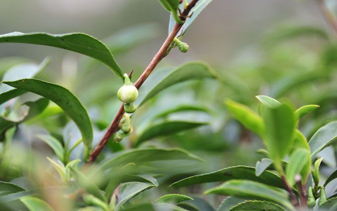 有機紅茶的茶枝條的特寫,枝條上有綠葉和含苞待放的花朵。