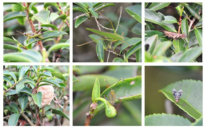 六張昆蟲在有機紅茶的茶葉上的特寫照片；友善地球友善生命的種植。