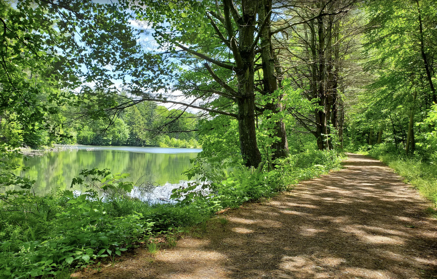 Naugatuck State Forest