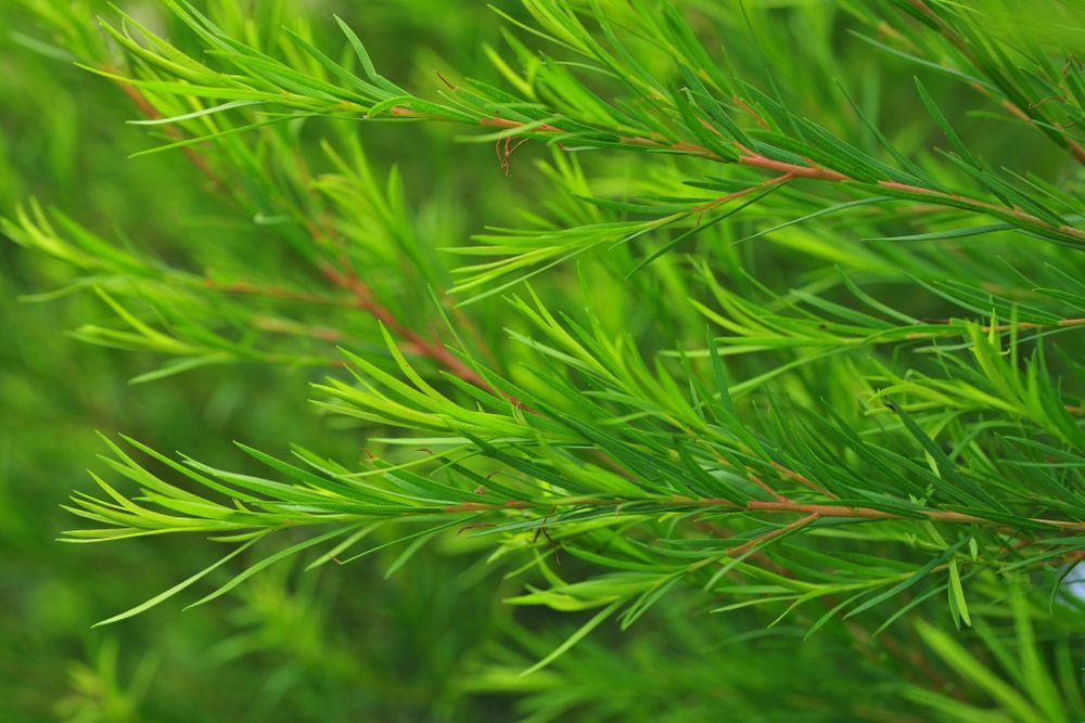 A close up of a tea tree branch with green leaves and red stems - Tea Tree Oil in Cairns | Tea Tree Solutions