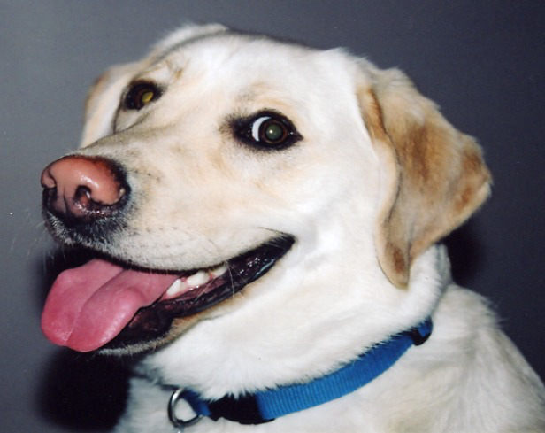 Dean Kendall Dog Smiling