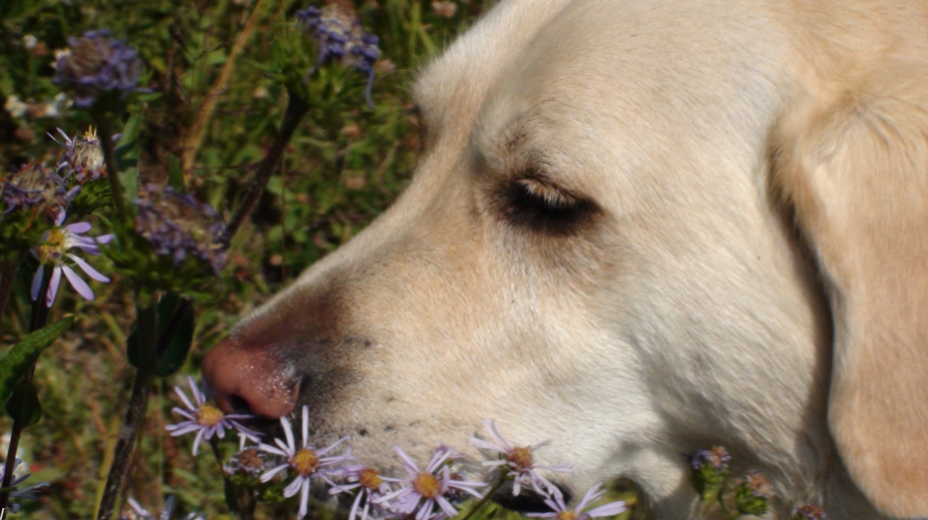 Dog sniffing the flowers