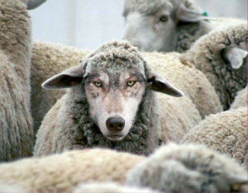 wolf in sheep's clothing