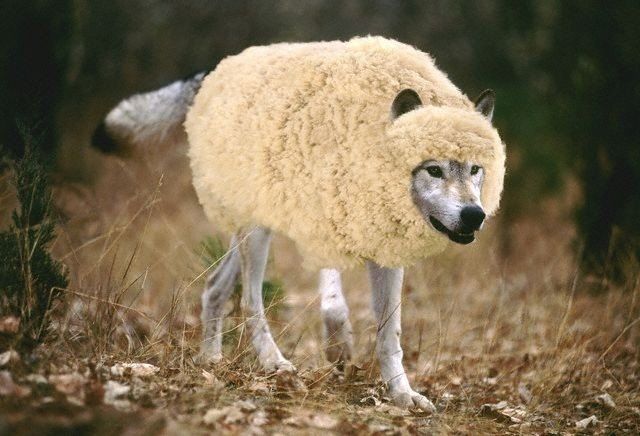 wolf in sheep's fur