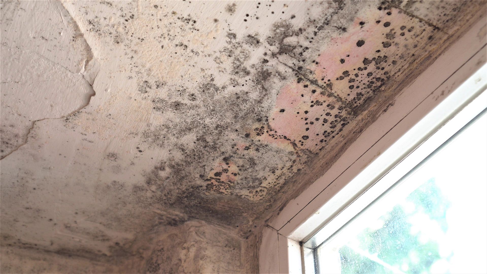 A room with a window and a ceiling with mold growing on it.