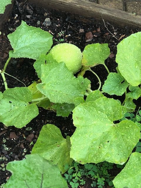 Green melon growing among large, wet leaves in a garden bed.