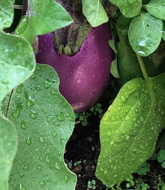 Purple eggplant nestled amongst green, water-beaded leaves in a garden.