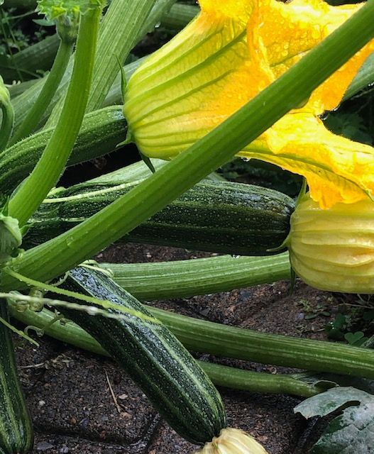 zucchini