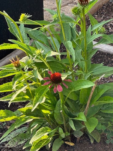 Echinacea