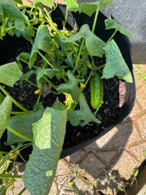 Cucumber plant growing in a black fabric pot, with a green cucumber visible.