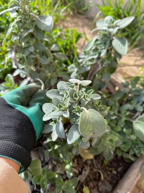 Gloved hand harvesting sage, a plant with silvery-green, textured leaves, in a garden setting.