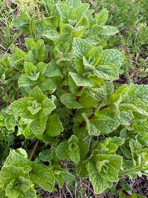 Green mint plant with textured leaves growing outdoors.