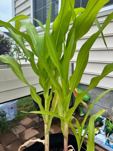 Green corn stalks in a black pot against a wall. The leaves are tall, with a brick patio in the foreground.