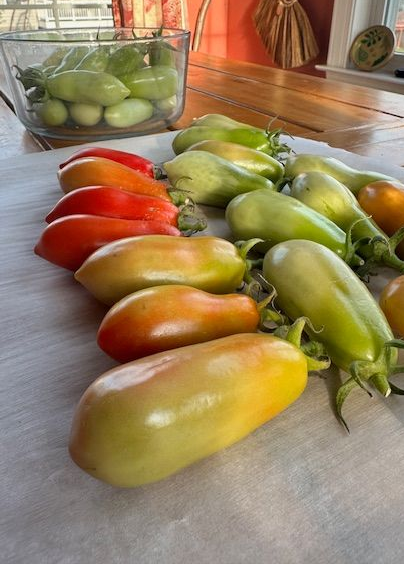 Tomatoes, ranging from green to red, arranged on white paper on a table, with a glass bowl of green tomatoes.