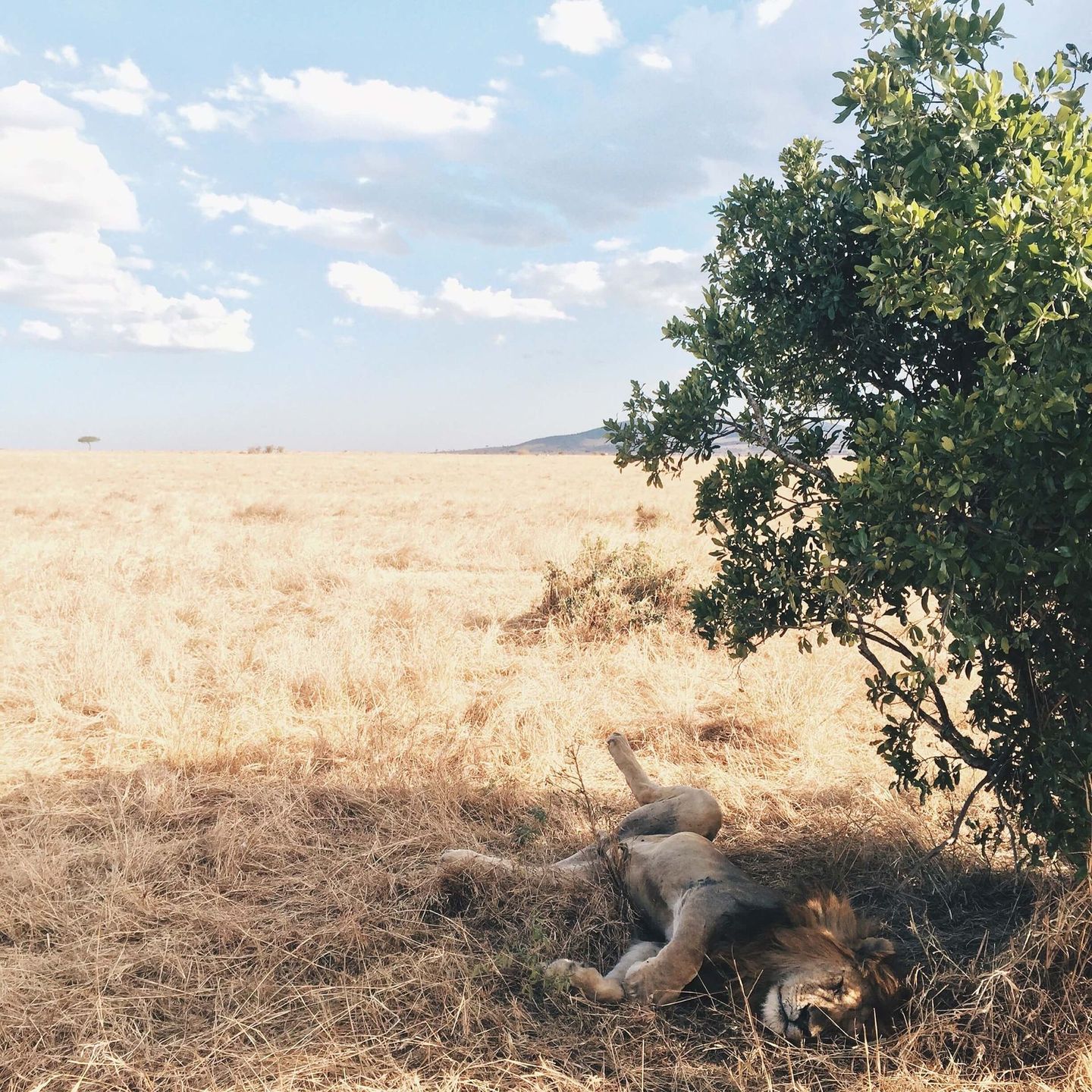 A lion laying on its back under a tree in a field