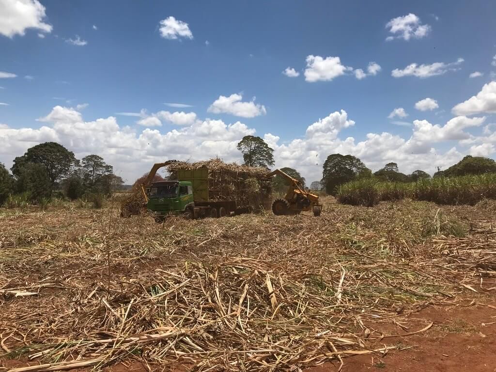 A truck is driving through a field of sugar cane.